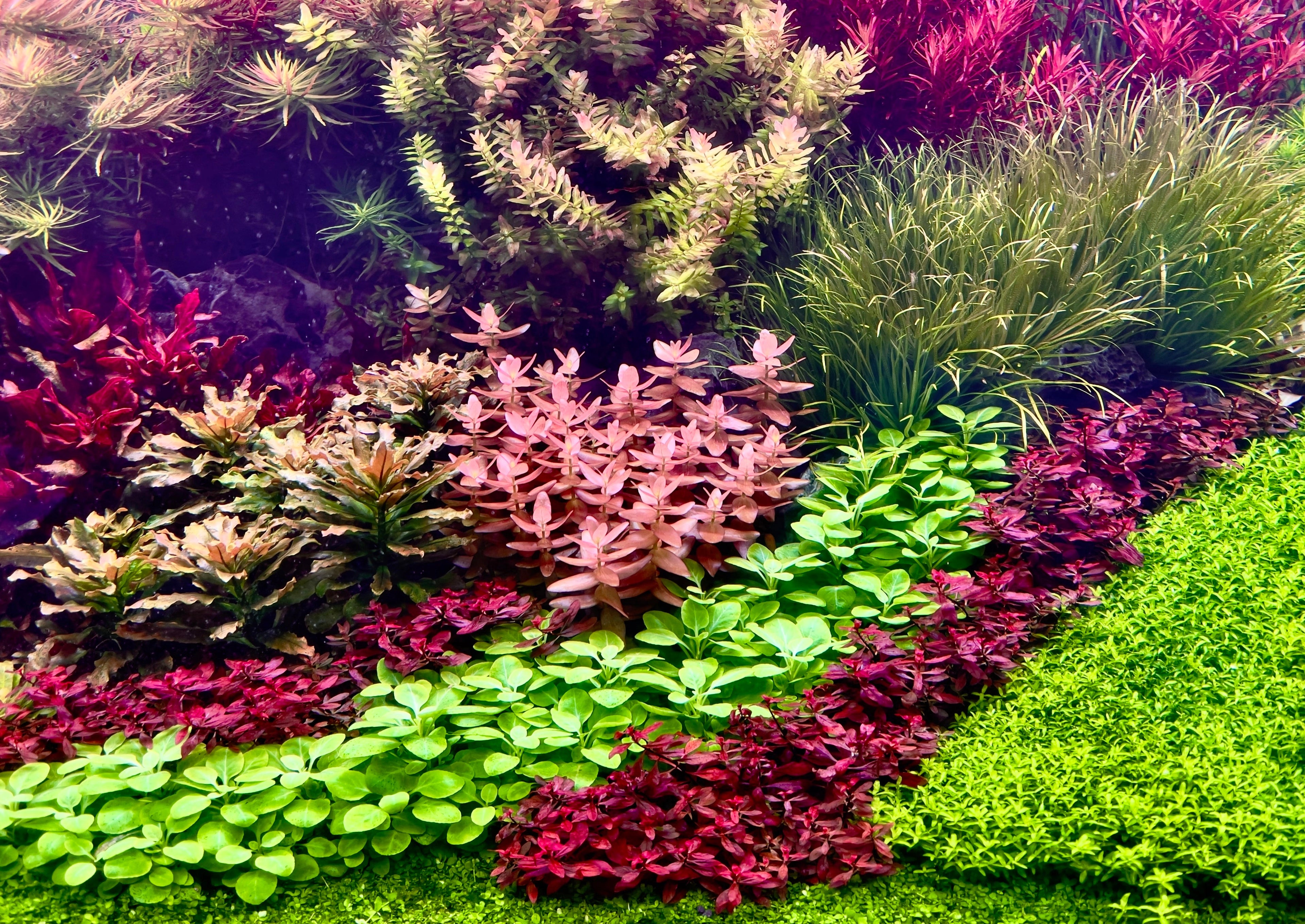 Freshwater Plants