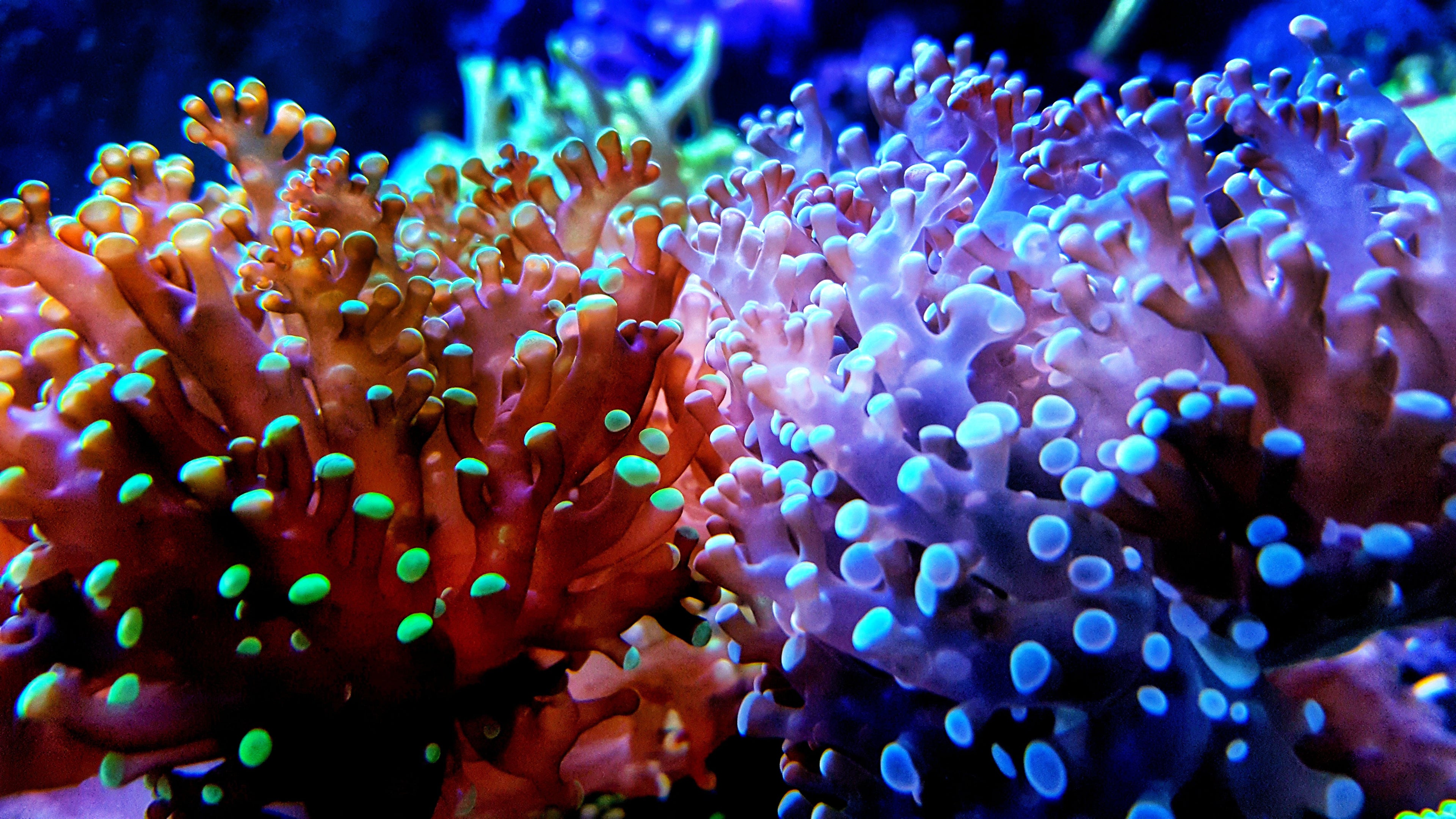 Corals