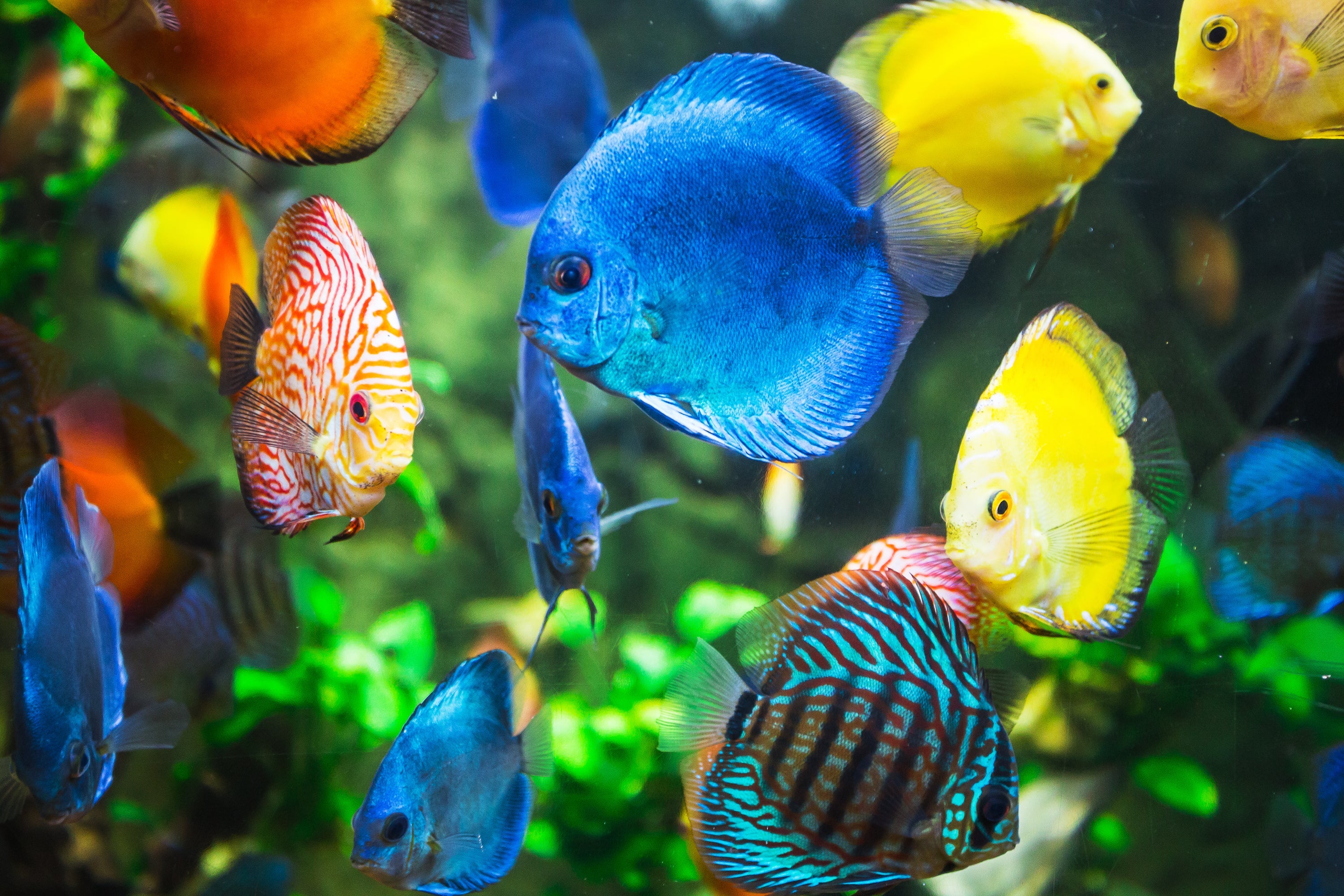 Freshwater Fish