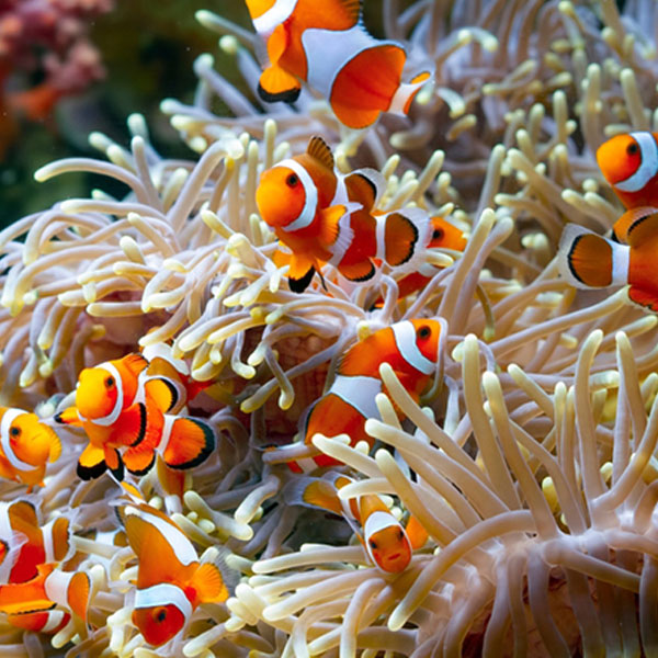Saltwater Fish